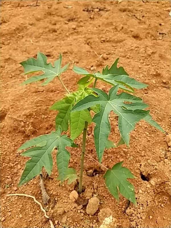 tree image