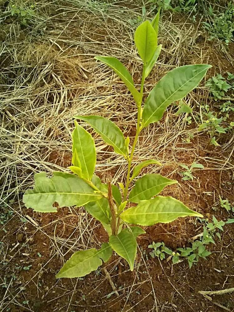 tree image