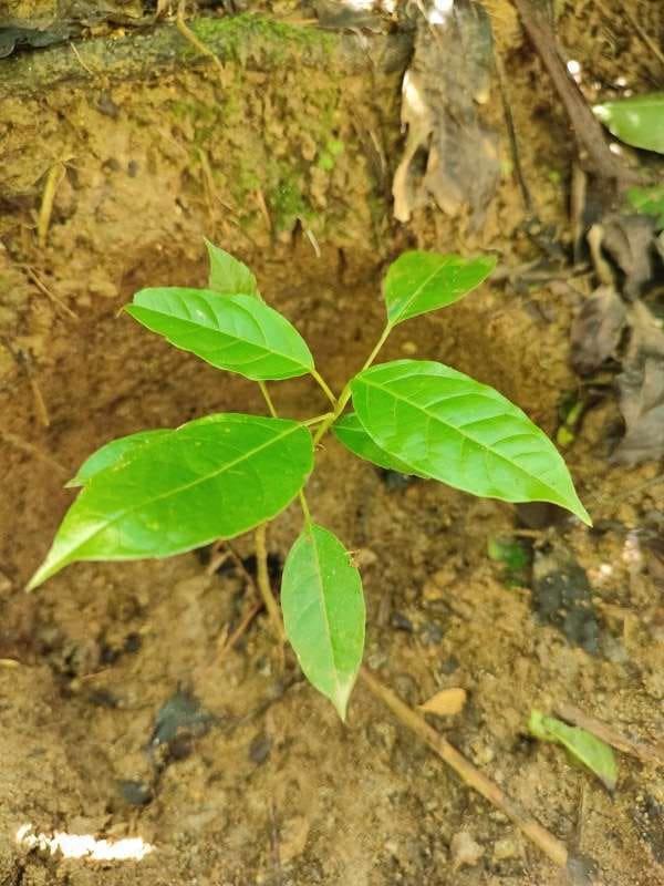 tree image