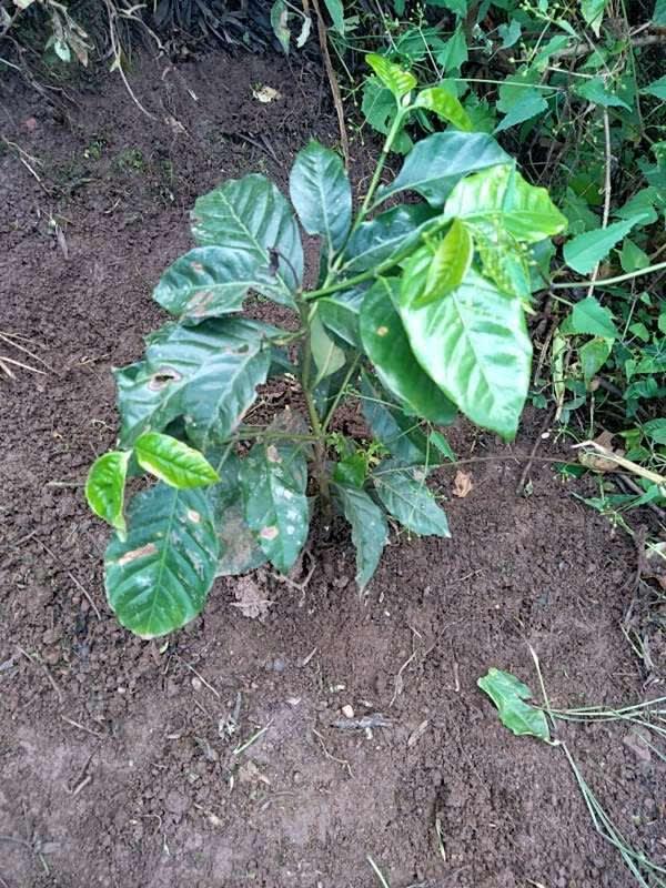 tree image