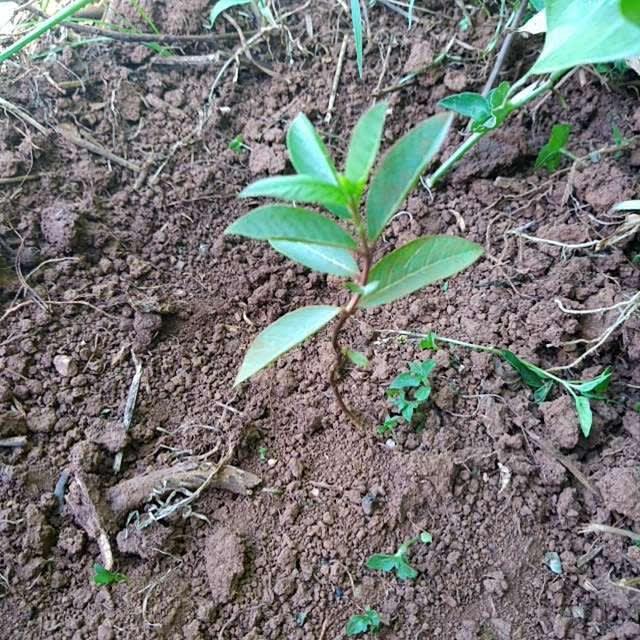 tree image