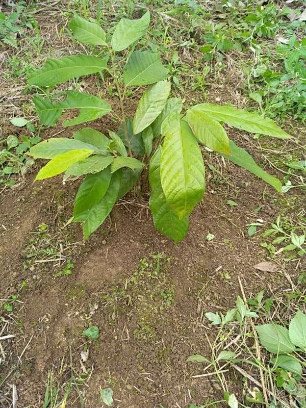 tree image