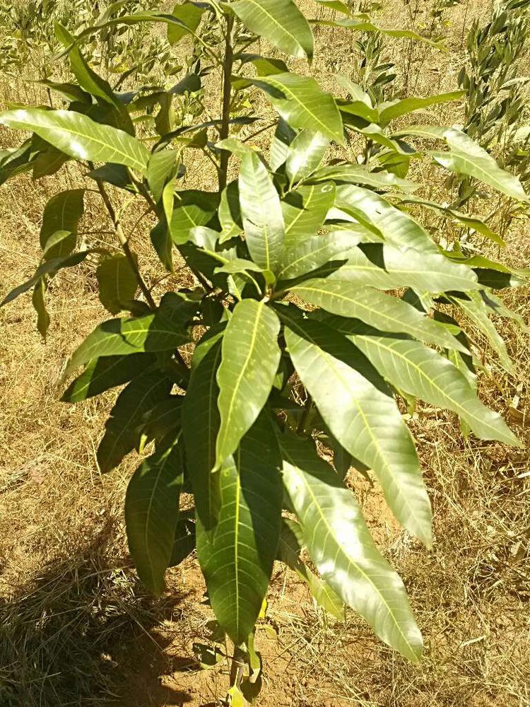 tree image