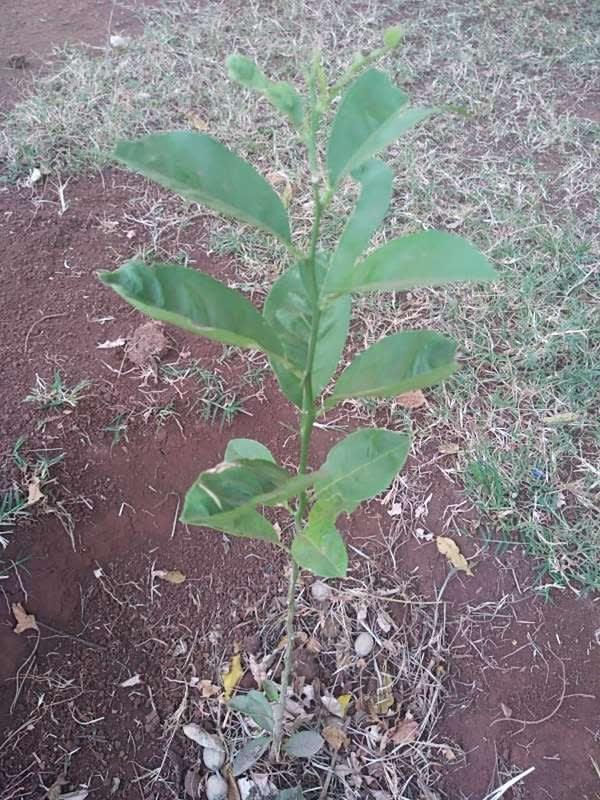 tree image