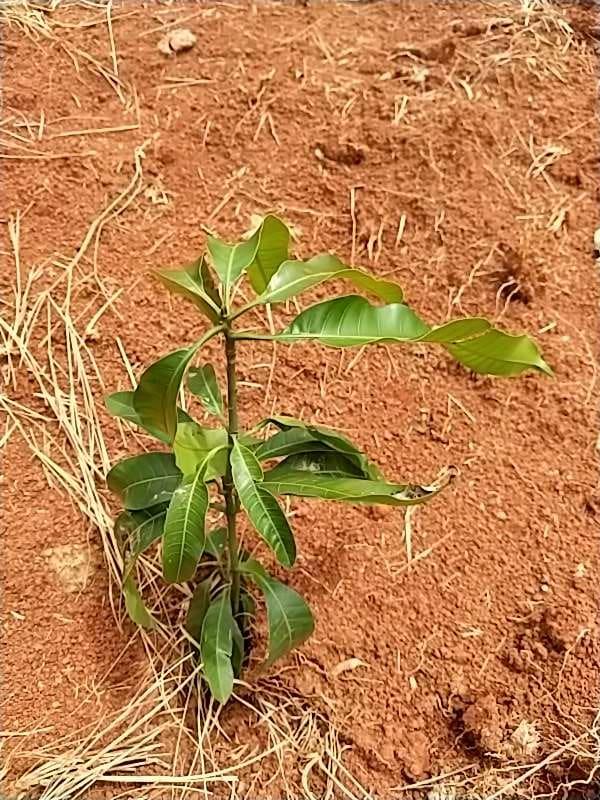 tree image