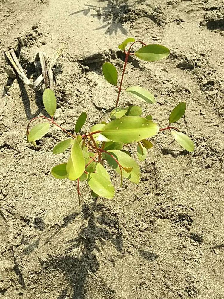 tree image