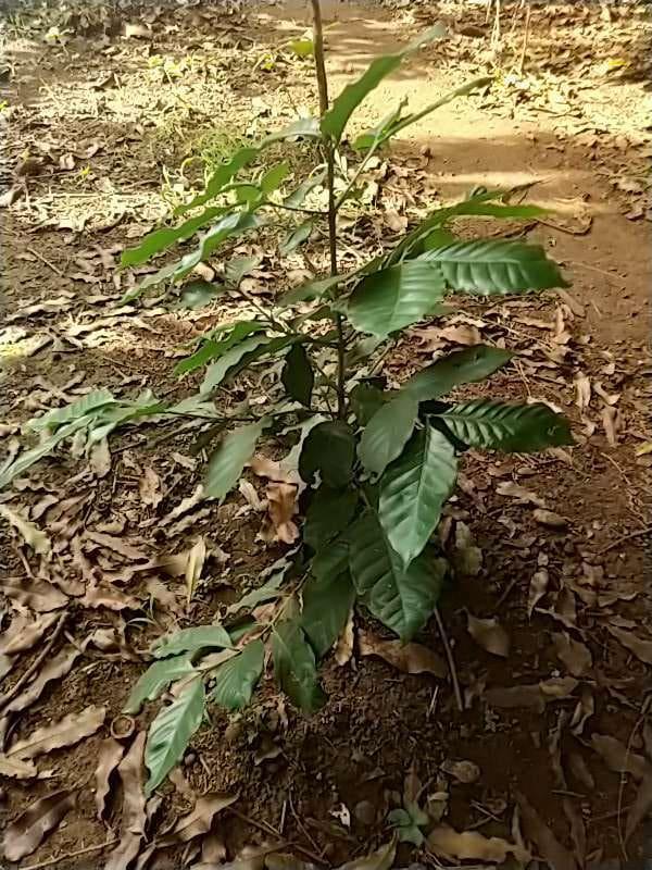 tree image