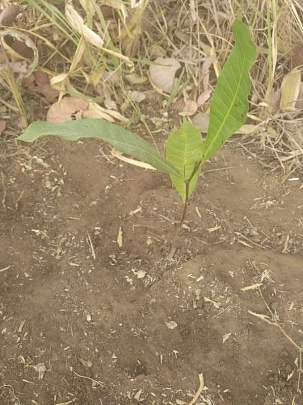 tree image