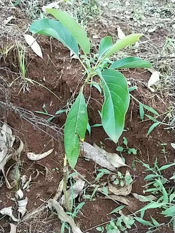 tree image