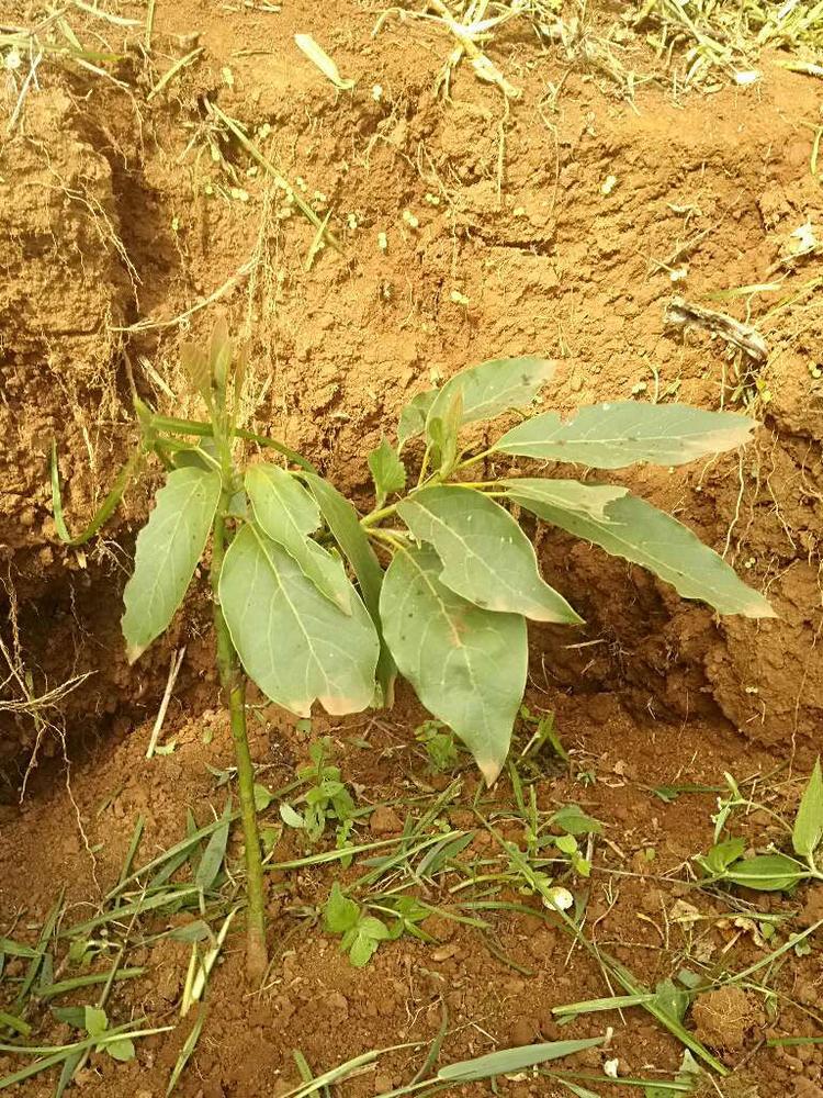 tree image