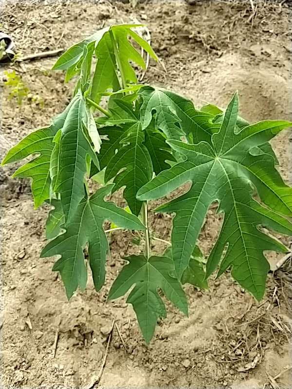 tree image