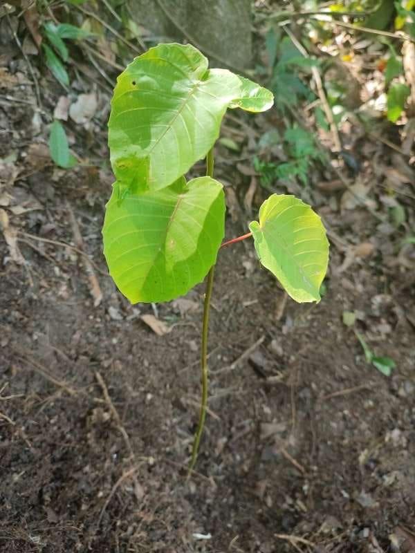 tree image
