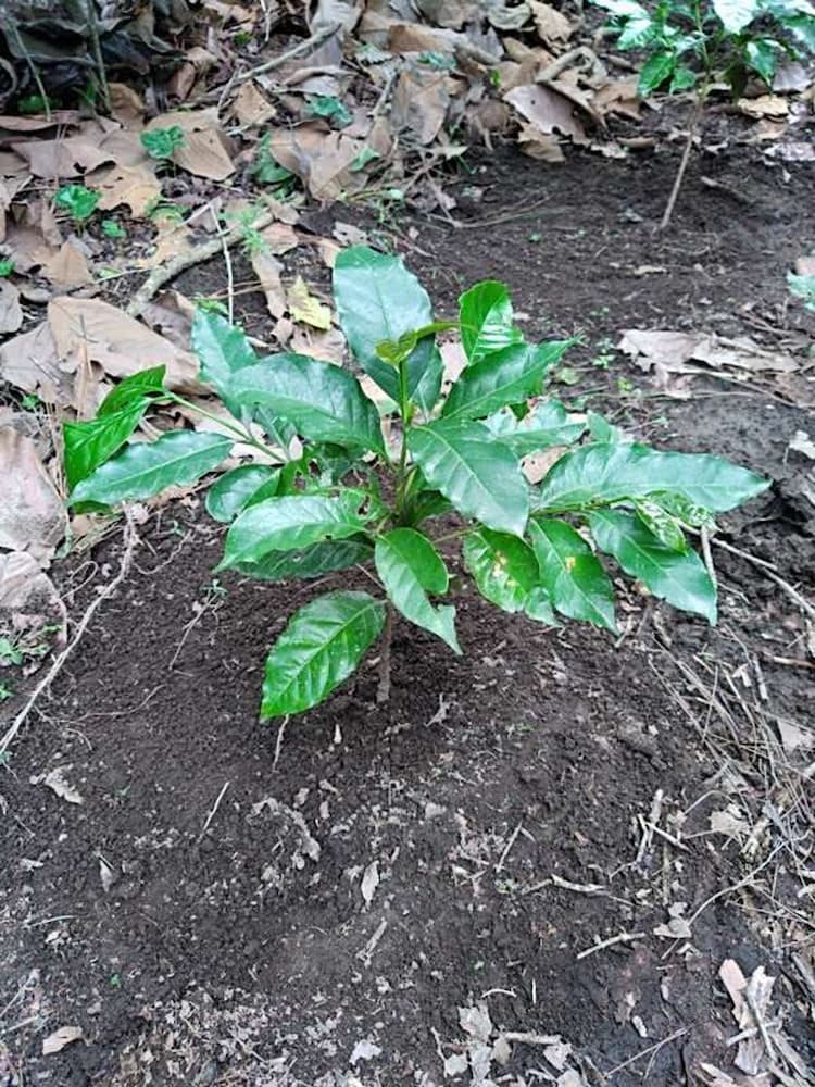tree image