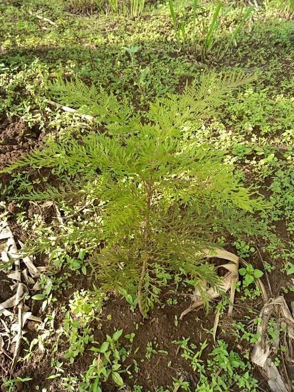 tree image