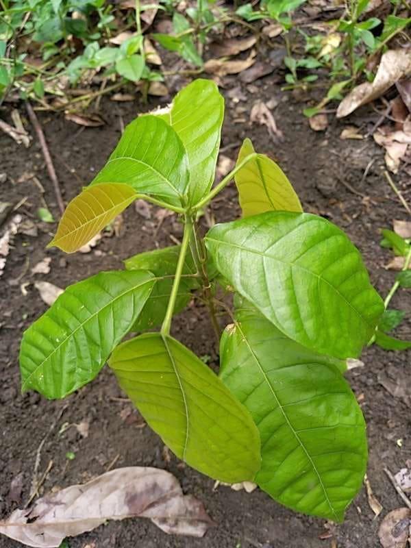 tree image