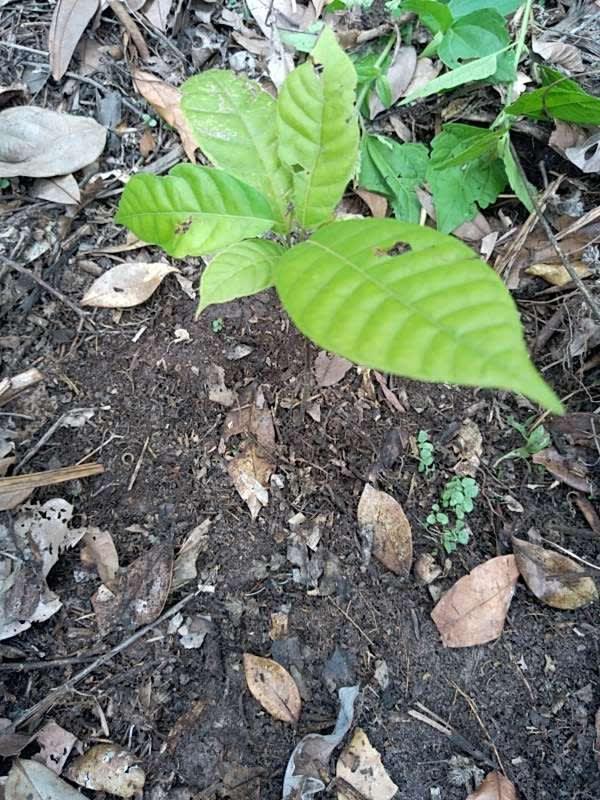 tree image
