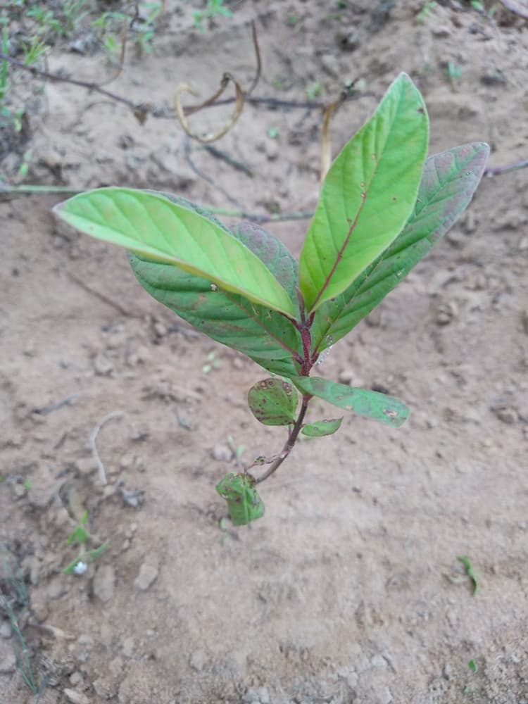 tree image