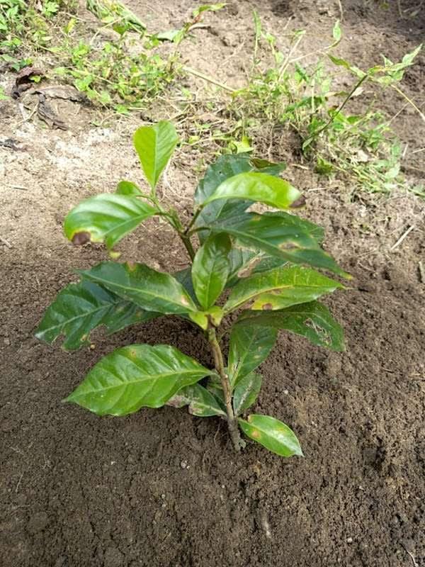 tree image
