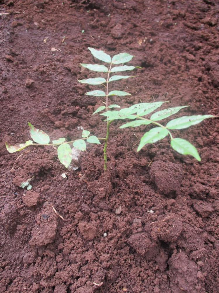 tree image