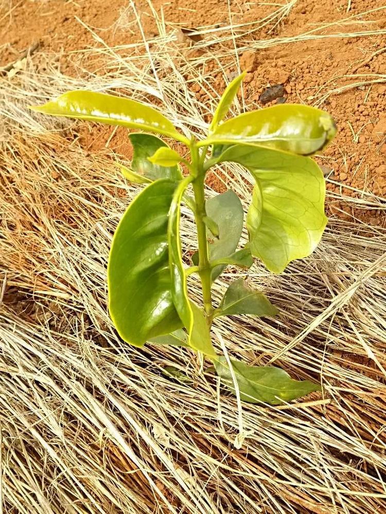 tree image