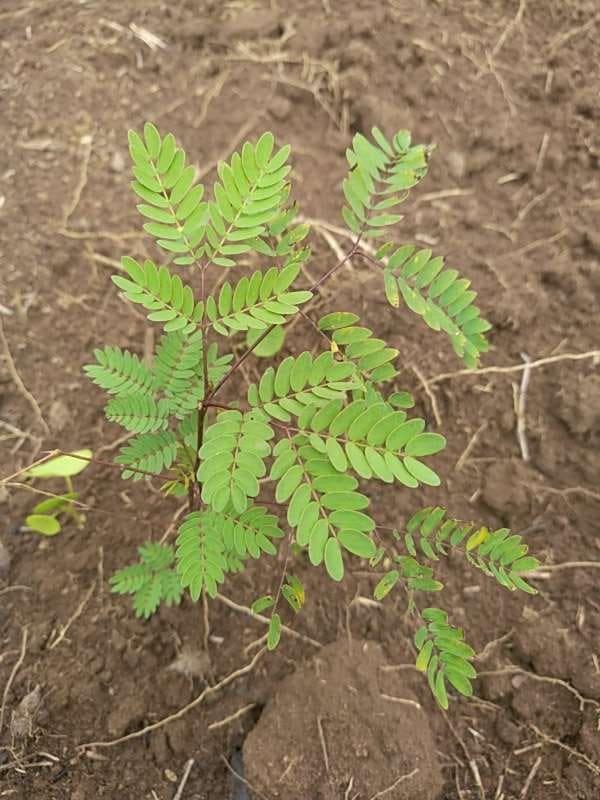 tree image