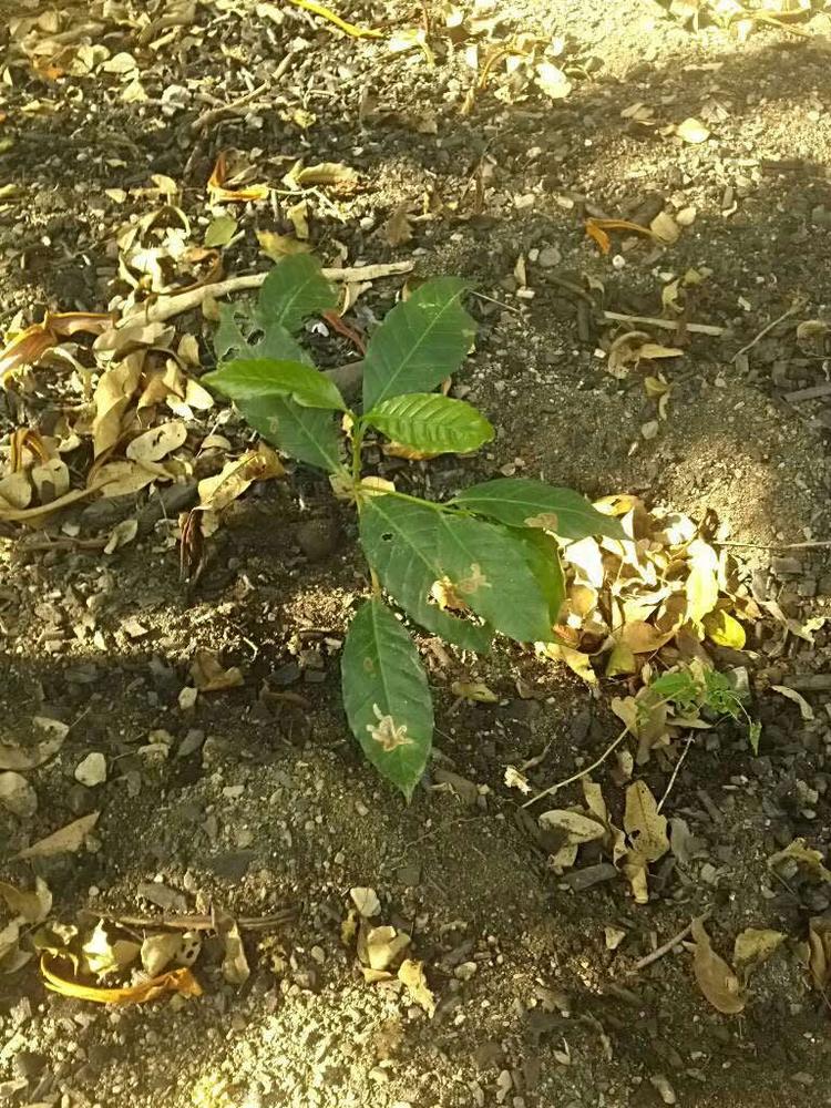 tree image