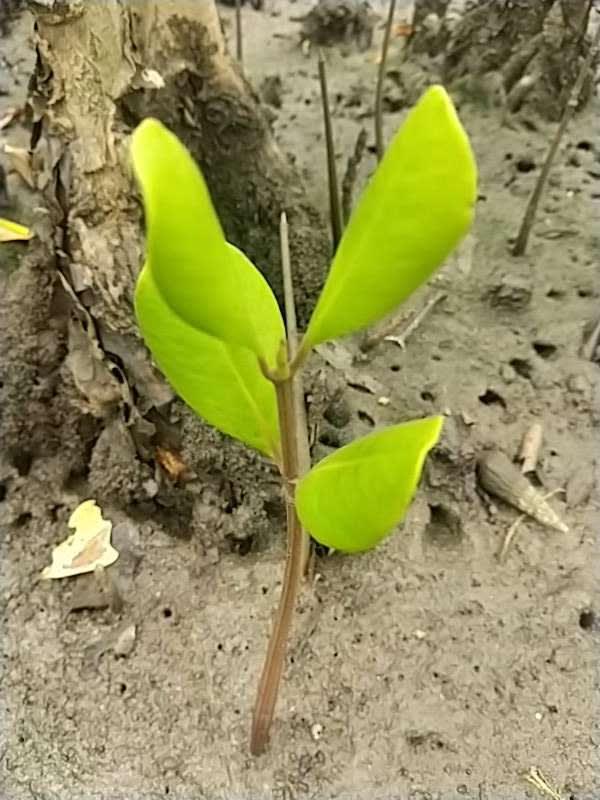 tree image