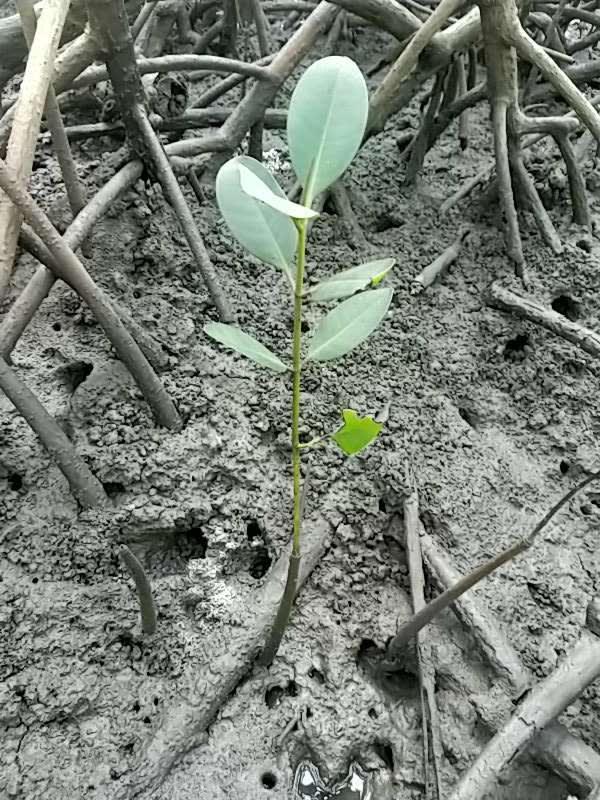 tree image