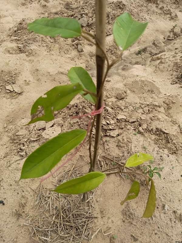 tree image