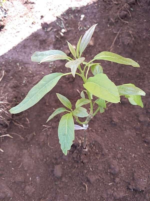 tree image
