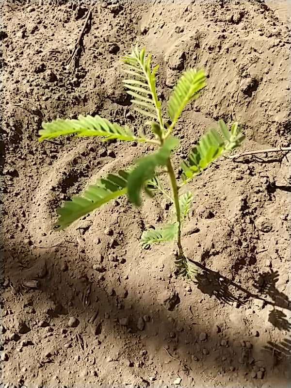 tree image