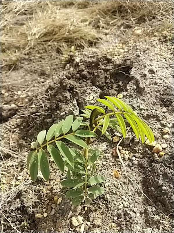 tree image