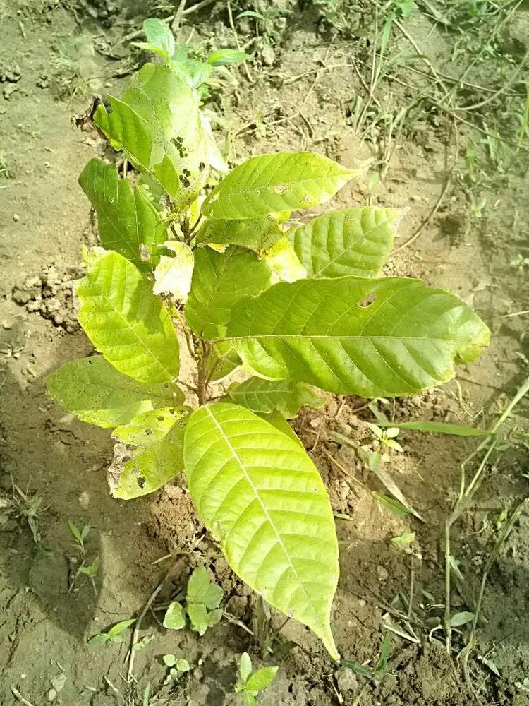 tree image