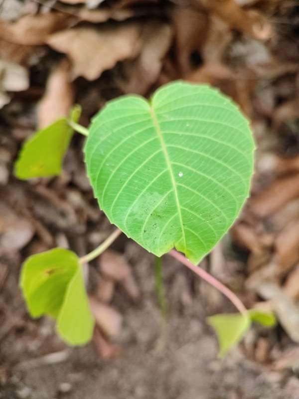 tree image