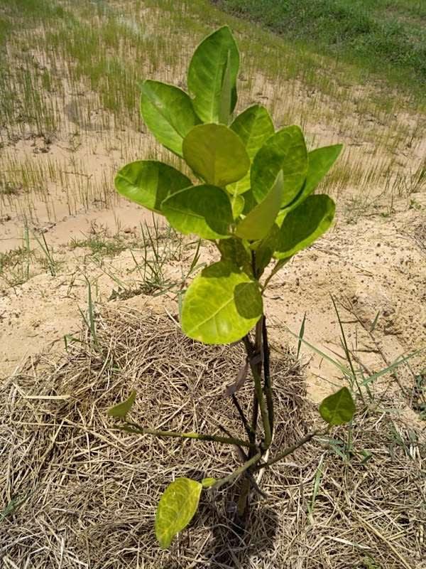 tree image