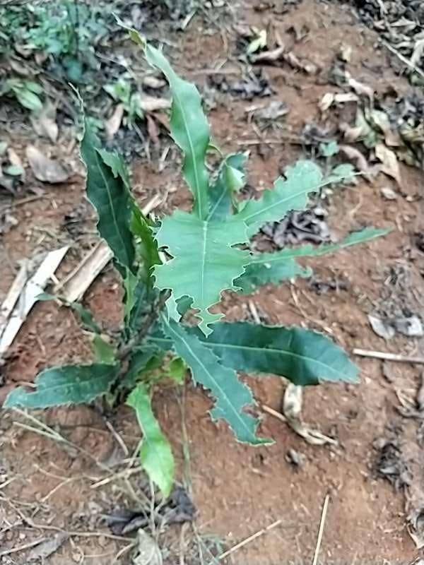 tree image