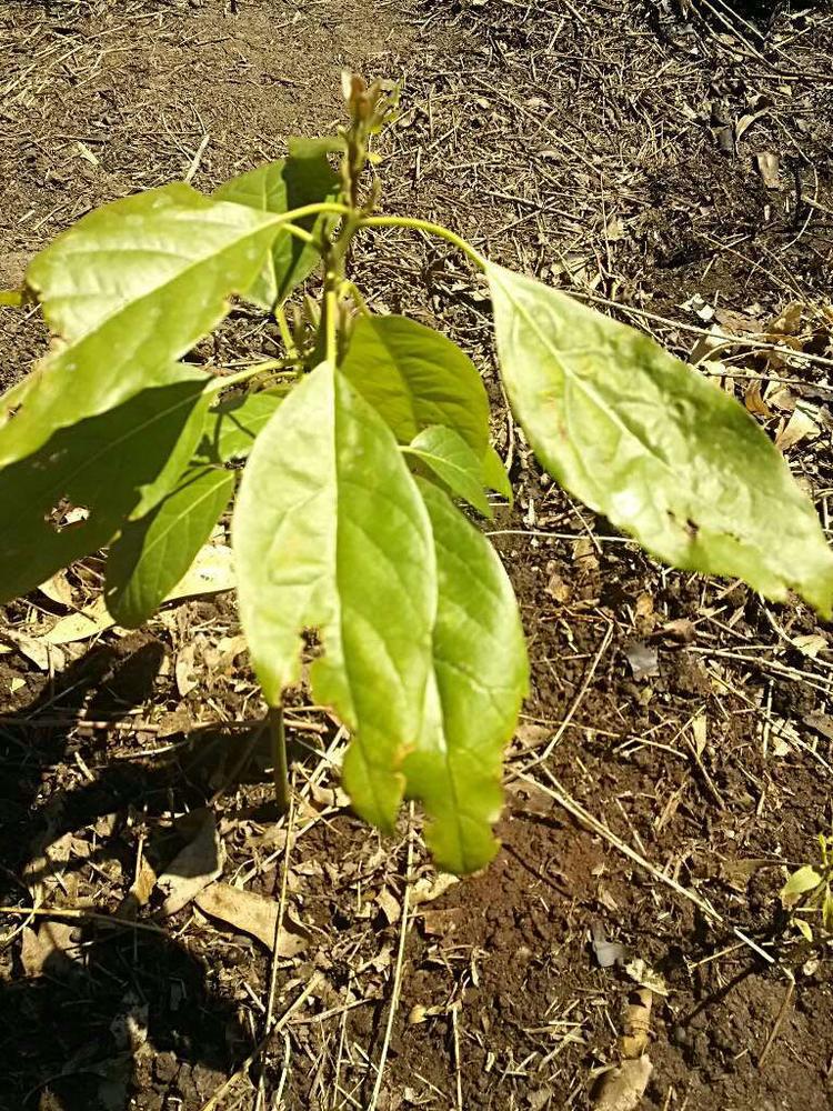 tree image