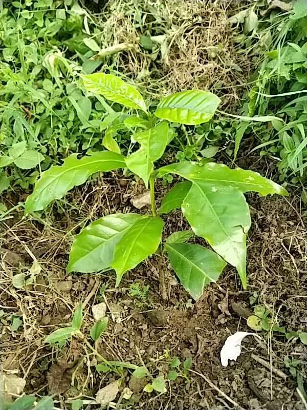 tree image