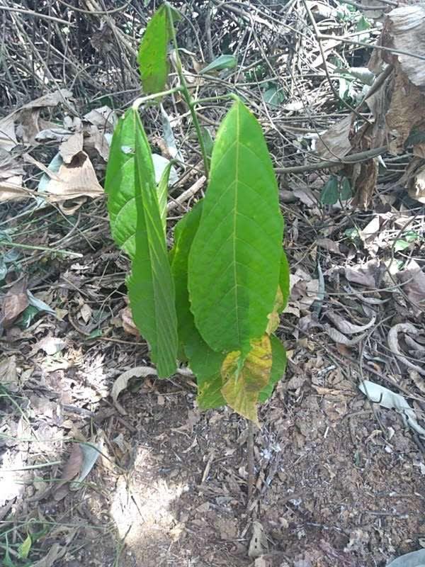 tree image