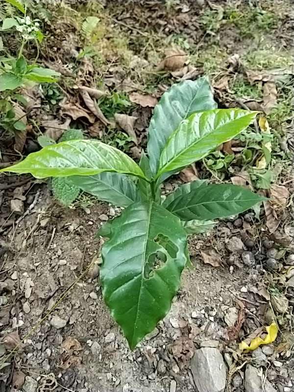 tree image