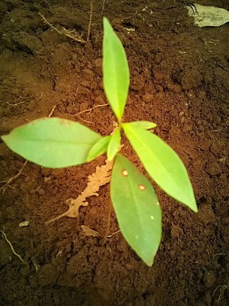 tree image
