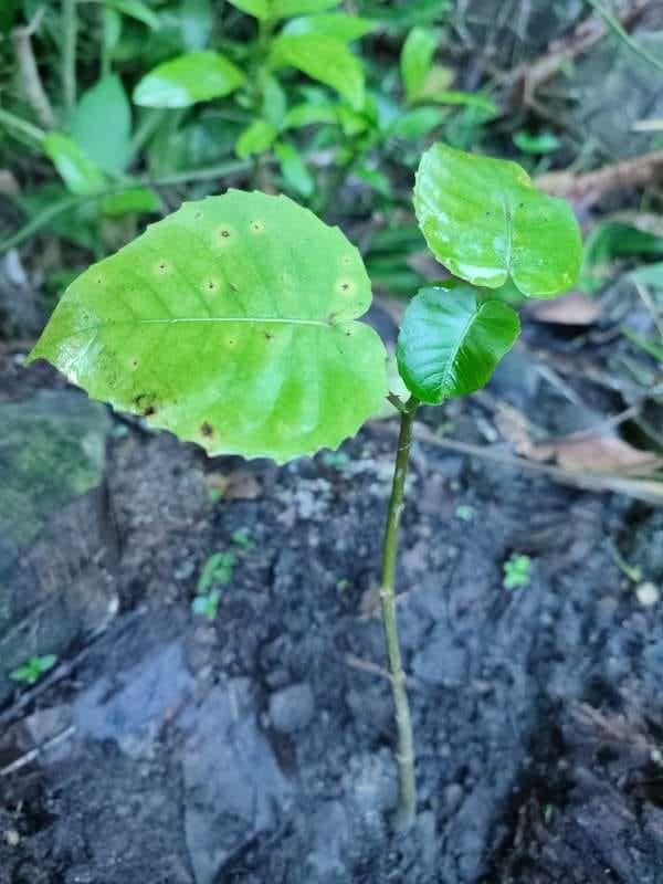 tree image