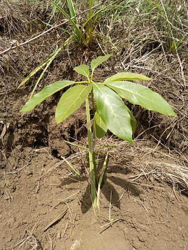 tree image