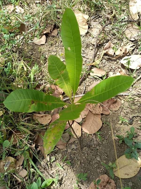 tree image