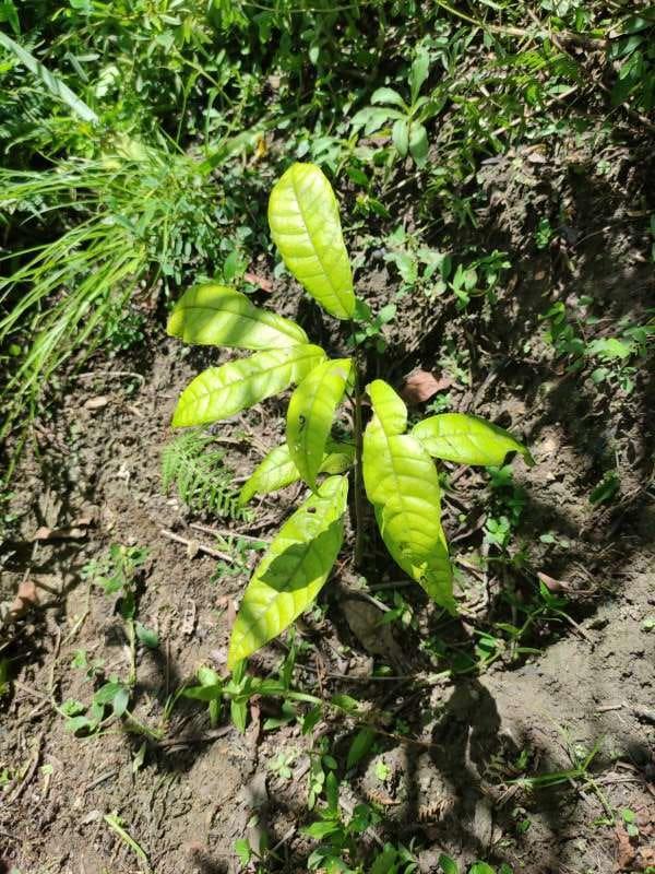 tree image