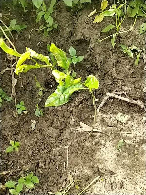 tree image