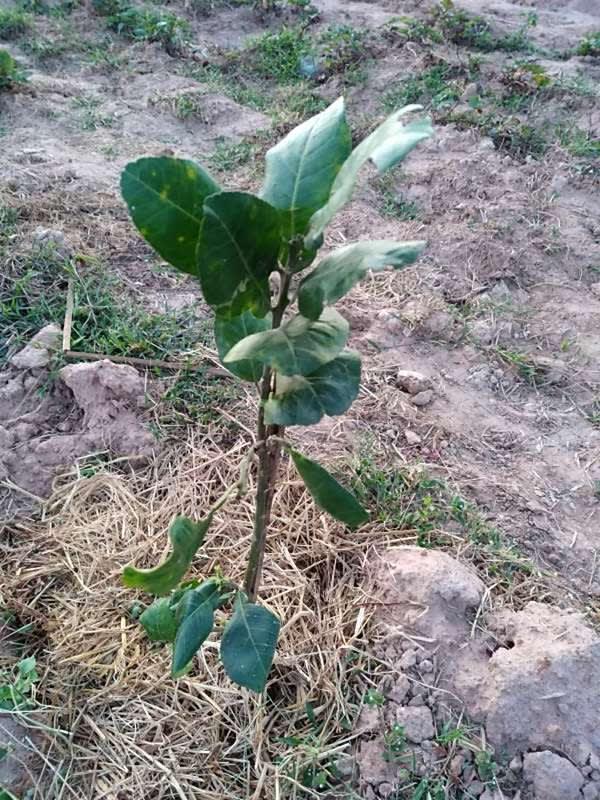 tree image