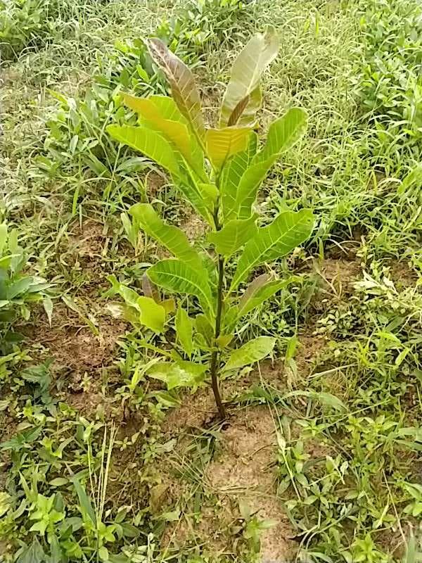 tree image