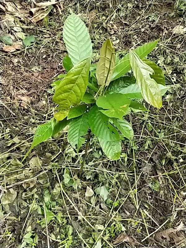 tree image
