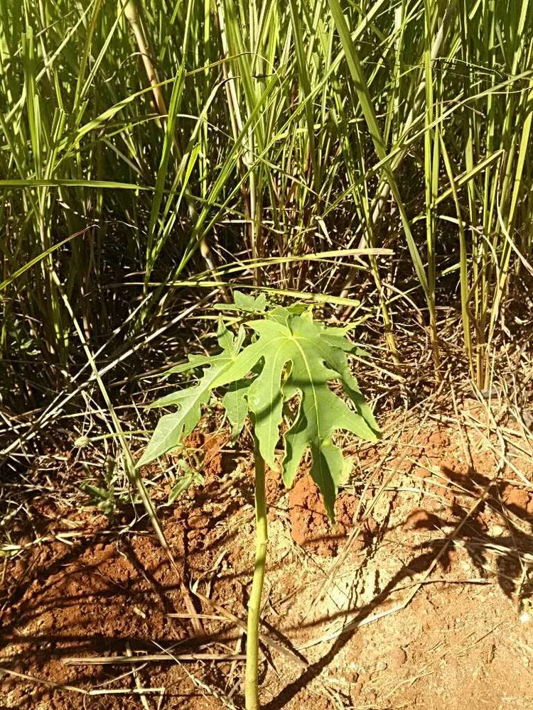 tree image